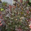 Ginger Wine® Ninebark #2 - Image 2